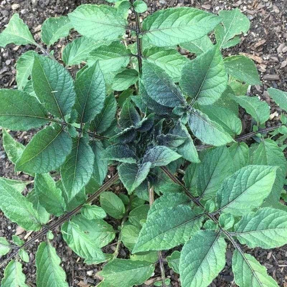 Potato Tetraploid Mix (True Potato Seeds) - (Solanum Tuberosum) - Ossi Seeds