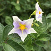 Potato Tetraploid Mix (True Potato Seeds) - (Solanum Tuberosum) - Ossi Seeds