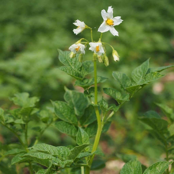 Potato Tps - Diploid Mix (True Potato Seeds) - (Solanum Tuberosum) - Ossi Seeds
