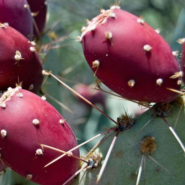 Prickly Pear (Hardy) - (Opuntia Macrorhiza) Seeds