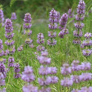 Purple Horsemint - (Monarda Citriodora) Seeds