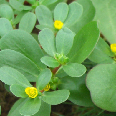 Purslane Green - (Portulaca Oleracea Sativa) Seeds