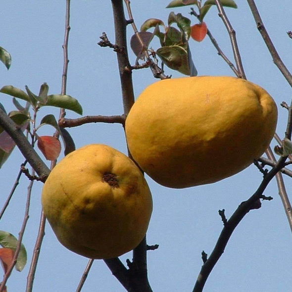 Quince Chinese - (Chaenomeles Sinensis) Seeds