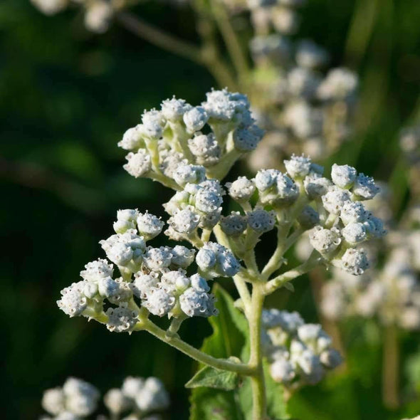 Quinine Wild - (Parthenium Integrifolium) Seeds