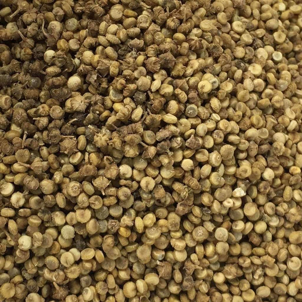 Quinoa Brightest Brilliant - (Chenopodium Quinoa) - Ossi Seeds