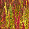 Quinoa Brightest Brilliant - (Chenopodium Quinoa) - Ossi Seeds