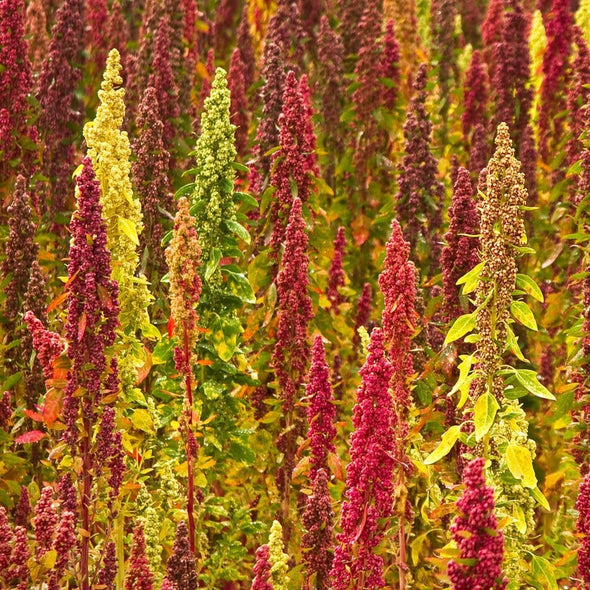 Quinoa Brightest Brilliant - (Chenopodium Quinoa) - Ossi Seeds