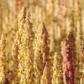 Quinoa Common Mix - (Chenopodium Quinoa) Seeds