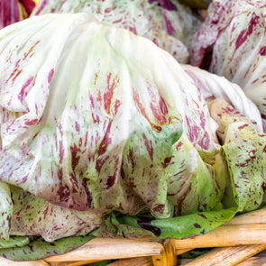 Radicchio Bel Fiore - (Cichorium Intybus) Seeds