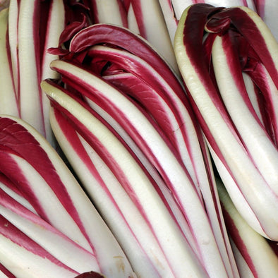 Radicchio Di Treviso - (Cichorium Intybus) Seeds