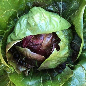 Radicchio Palla Di Fuoco - (Cichorium Intybus) Seeds