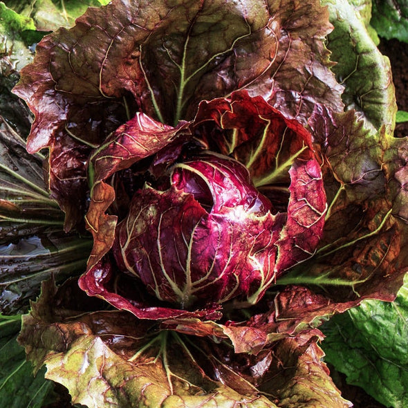 Radicchio Palla Rossa Special - (Cichorium Intybus) Seeds