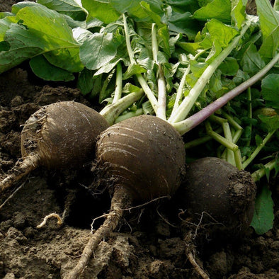 Radish Black Spanish Round - (Raphanus Sativus) Seeds