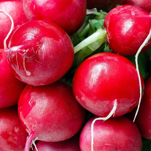 Radish 'Champion' - (Raphanus sativus) seeds - amkha-seed.myshopify.com