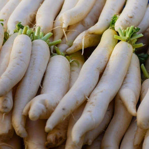 Radish Daikon - (Raphanus Sativus Longipinnatus) Seeds