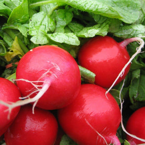 Radish 'Early Scarlet Globe' - (Raphanus sativus) seeds - amkha-seed.myshopify.com