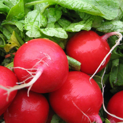 Radish 'Early Scarlet Globe' - (Raphanus sativus) seeds - amkha-seed.myshopify.com