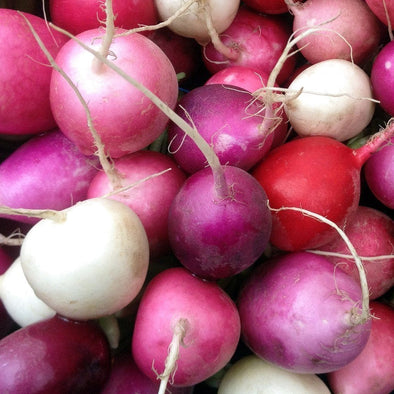 Radish Easter Egg - (Raphanus Sativus) Seeds