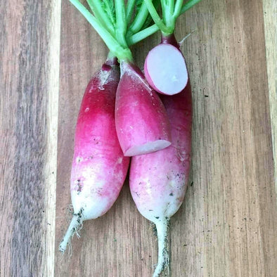 Radish French Breakfast - (Raphanus Sativus) Seeds