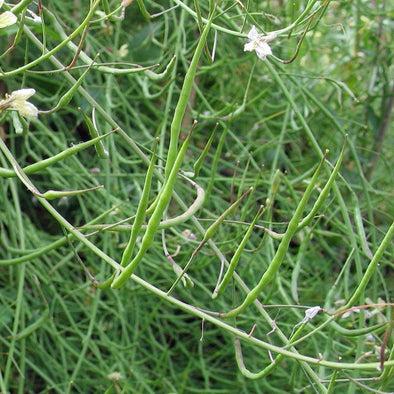 Radish 'Rat-tail' - (Raphanus sativus var. caudatus) seeds - amkha-seed.myshopify.com