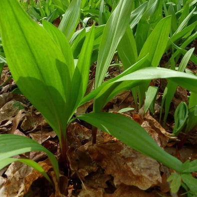 Ramps Wild Leek - (Allium Tricoccum) Seeds