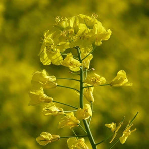 Rapeseed Trophy Winter - (Brassica Napus) Seeds