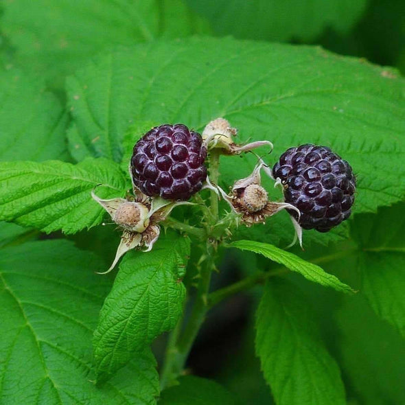 Raspberry Blackcap - (Rubus Leucodermis) Seeds
