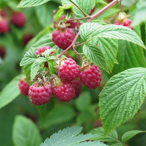 Raspberry Red Mix - (Rubus Idaeus) Seeds