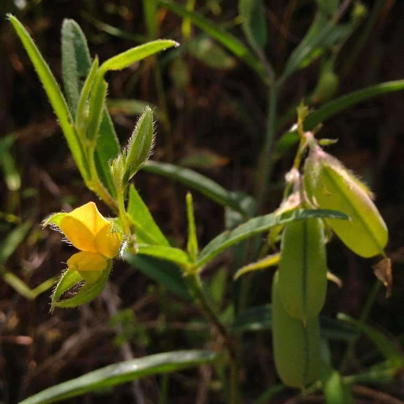 Rattlebox - (Crotalaria Sagittalis) Seeds