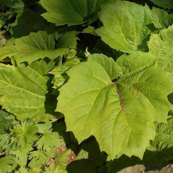 Rhubarb Turkey - (Rheum Palmatum Tanguticum) Seeds