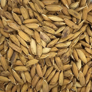 Rice Carolina Gold - (Oryza Sativa) Seeds