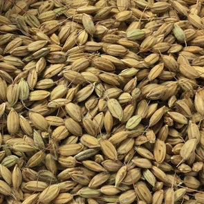 Rice Duborskian - (Oryza Sativa) Seeds