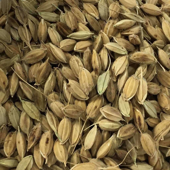 Rice Hayayuki - (Oryza Sativa) Seeds