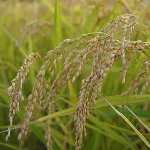 Rice Koshihikari - (Oryza Sativa Japonica) Seeds