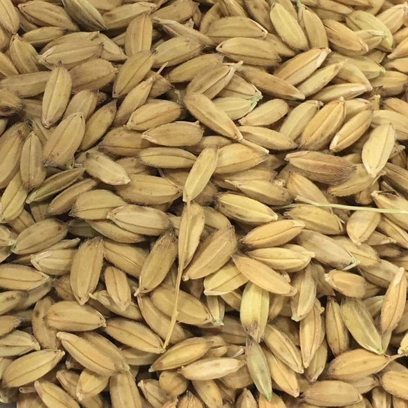 Rice Titanio Rose - (Oryza Sativa) Seeds