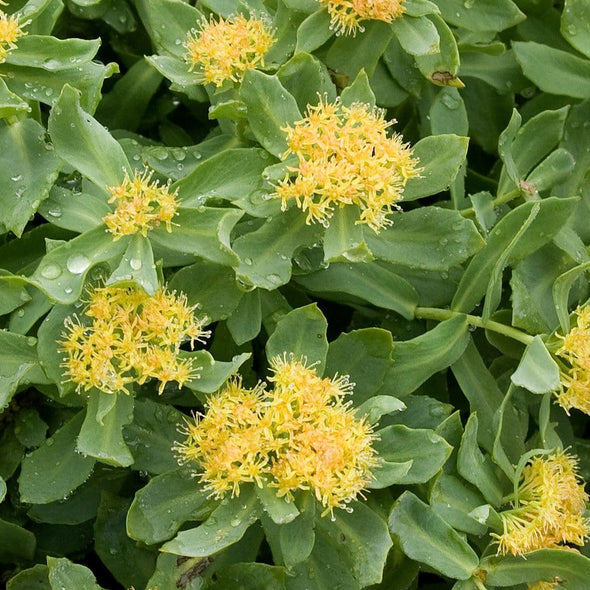 Rose Root - (Rhodiola Rosea) Seeds