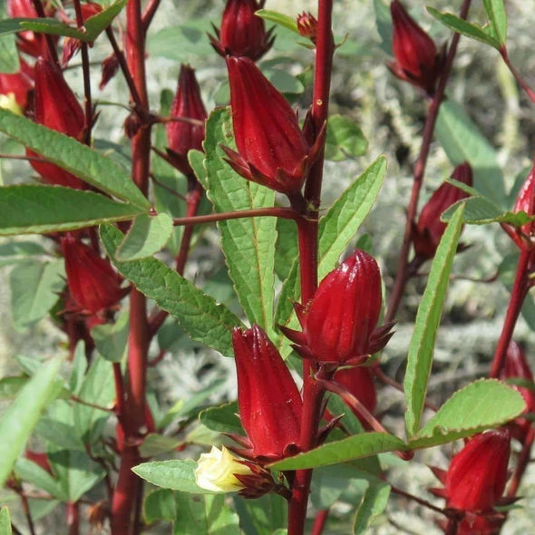 Roselle - (Hibiscus Sabdariffa Linn) Seeds