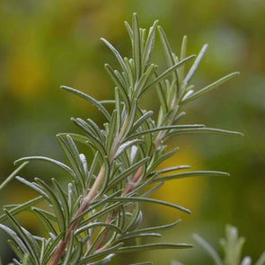 Rosemary - (Rosmarinus Officinalis) Seeds