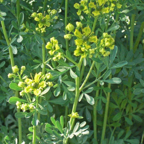 Rue - (Ruta Graveolens) Seeds