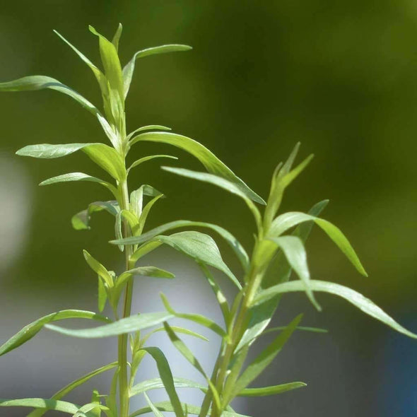 Russian Tarragon - (Artemisia Dracunculus) Seeds