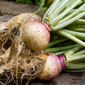 Rutabaga Helenor - (Brassica Napus Napobrassica) Seeds