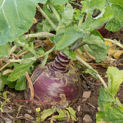 Rutabaga Joan - (Brassica Napus Napobrassica) Seeds