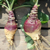 Rutabaga Joan - (Brassica Napus Napobrassica) Seeds