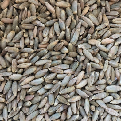 Rye Common - (Secale Cereale) Seeds