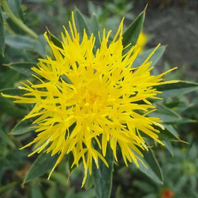 Safflower Yellow - (Carthamus Tinctorius) Seeds