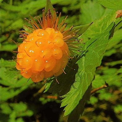 Salmonberry - (Rubus Spectabilis) Seeds