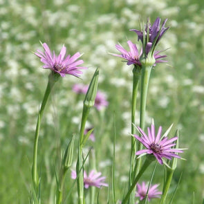 Salsify Mammoth Sandwich Island - (Tragopogon Porrifolius) Seeds