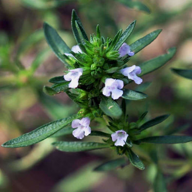 Savory Summer - (Satureja Hortensis) Seeds