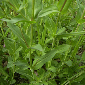 Sclupit - (Silene Vulgaris) Seeds