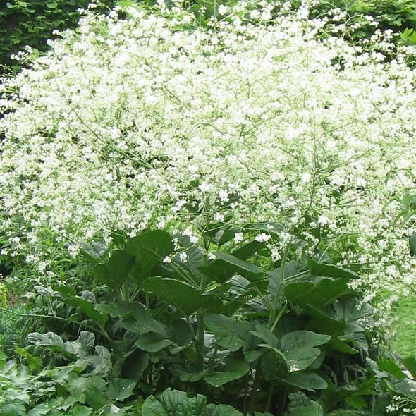 Sea Kale (Colewort) - (Crambe Cordifolia) Seeds